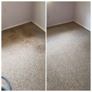 professional carpet cleaner